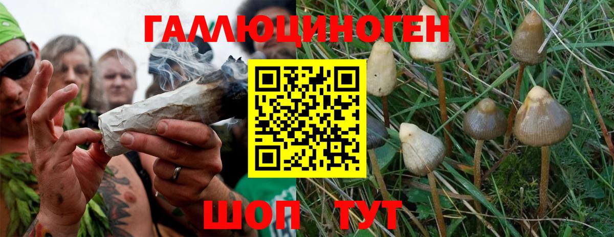 Пушкино  Галлюциногенные грибы GOLDEN TEACHER  Вход с VPN 